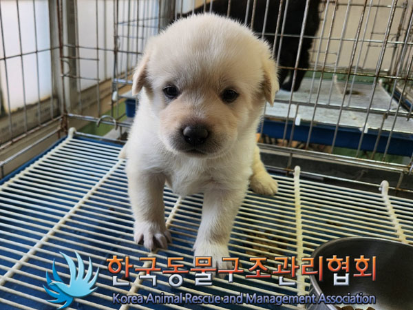한국동물구조관리협회_441559202300976